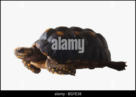 Schildkröte Stockfoto