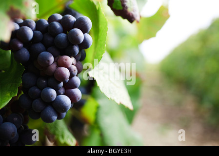 Traube am Weinstock, Nahaufnahme Stockfoto