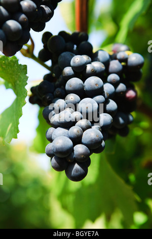 Rote Traube am Weinstock, Nahaufnahme Stockfoto