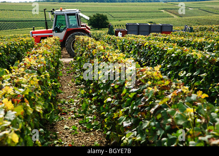 Bereich der Weinreben, Traktor mit Belastung der geernteten Trauben im Hintergrund Stockfoto