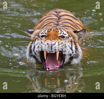 Sumatra-Tiger (Panthera Tigris Sumatrae) Stockfoto