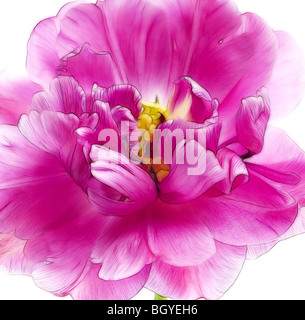 Foto: eine Nahaufnahme einer einzigen rosa Tulpe in voller Blüte Stockfoto