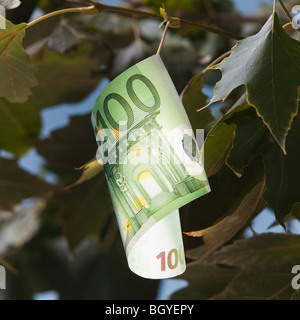 Europäische Währung auf Baum wächst Stockfoto