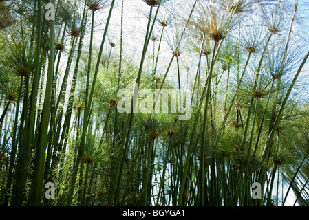 Papyrus Stockfoto