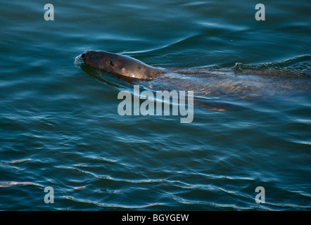Harbor seal Stockfoto