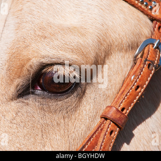 Nahaufnahme des Auges des Pferdes Stockfoto