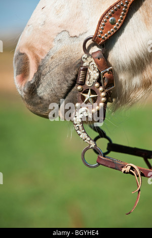 Pferde-Zaumzeug Stockfoto