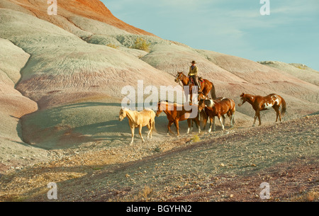 Reiterin hütend Wildpferde Stockfoto