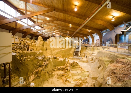 Das Mammut Website Museum, Hot Springs SD innere Ansicht von Fossil mit Mammutknochen Stoßzähne Fossilien in Paläontologie Graben. Stockfoto