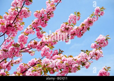 Kirschblüten Stockfoto