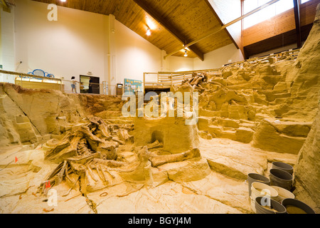 Das Mammut Website Museum, Hot Springs SD innere Ansicht von Fossil mit Mammutknochen Stoßzähne Fossilien in Paläontologie Graben. Stockfoto