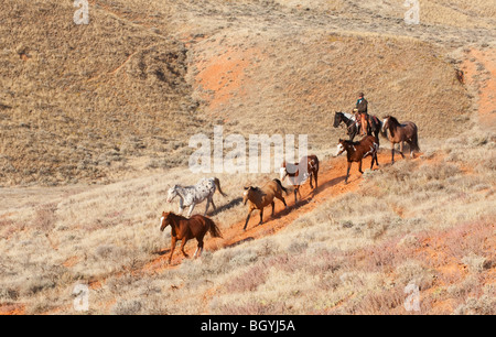 Reiterin hütend Wildpferde Stockfoto