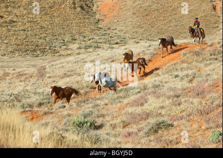 Reiterin hütend Wildpferde Stockfoto