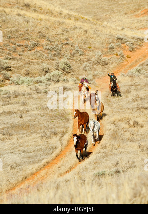 Reiterin hütend Wildpferde Stockfoto