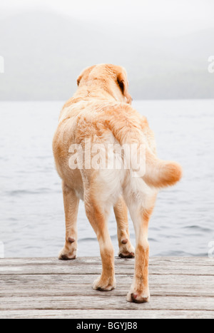 Hund am dock Stockfoto