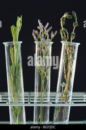 Kräuter im Reagenzglas Stockfoto