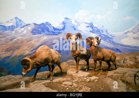 AMERICAN MUSEUM OF NATURAL HISTORY, New York Stockfoto