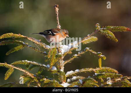 Buchfink Fringilla Coelebs Männchen im Schnee Stockfoto