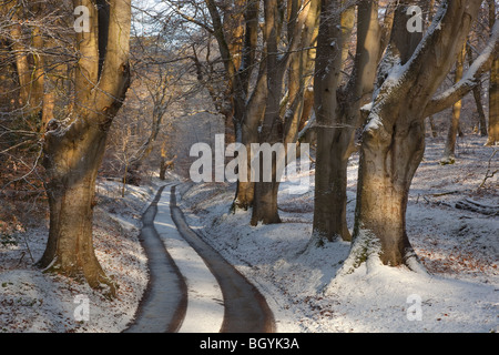 Buche im Winter der Löwen Mund Felbrigg Norfolk im Schnee Stockfoto