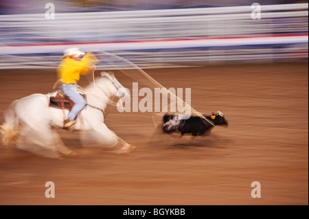 Kalb roping Stockfoto