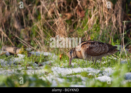 Waldschnepfe Scolopax rusticola Fütterung in Schnee auf Norfolk Küste Ackerland Stockfoto