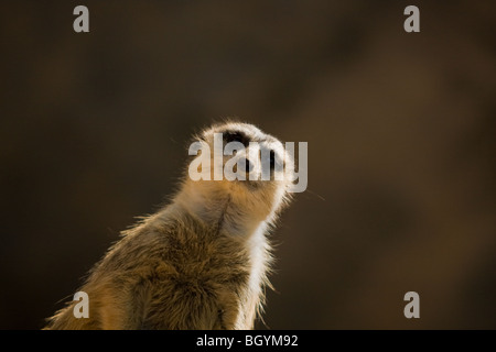 Erdmännchen in Alarmbereitschaft. Stockfoto