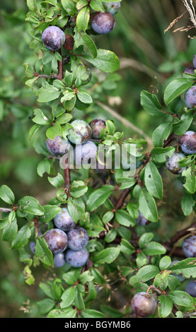 Blackthorn oder Schlehe (Prunus Spinosa) Beeren Stockfoto