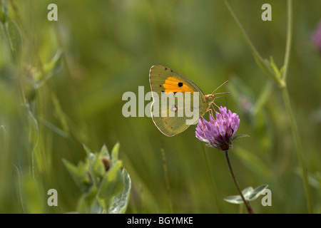 Getrübt, gelb, Colias Croceus, Schmetterling, Bulgarien, Europa. Stockfoto