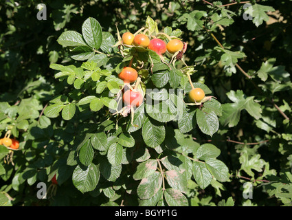 Große rote Hüften auf einer Wildrose, Feldrose (Rosa arvensis) oder Hunderose (Rosa canina), England, Großbritannien Stockfoto