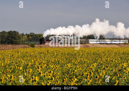 Dampf Lok unter Dampf mit direktionalen Sonnenschein Hervorhebung der Wagen über ein Feld von Sonnenblumen in Polen betrachtet. Stockfoto