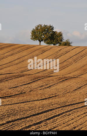 Gelb / braun gepflügte Felder mit zwei kleinen Bäumen auf der Oberseite gegen blauen Himmel in Polen Stockfoto