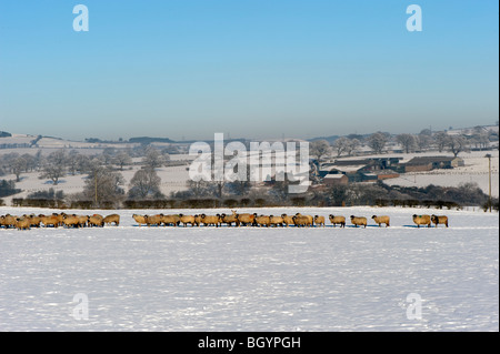 Schafe, warten im Schnee gefüttert werden. Penrith - Cumbria Stockfoto