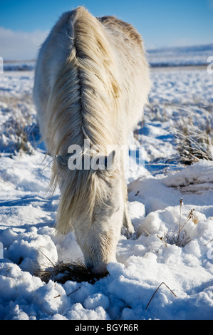 Welsh Mountain Pony ernährt sich von Grass begraben unter Schnee, Brecon Beacons National Park, Wales Stockfoto