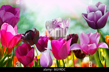 Schöner Frühling Blumen Stockfoto