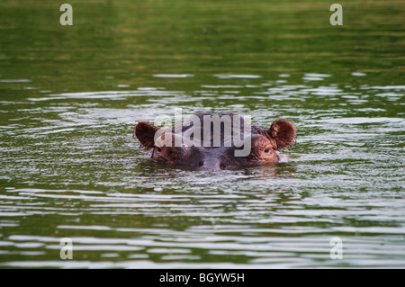 Nilpferd auf Hütte Kanal in Uganda Stockfoto