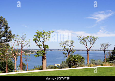 Eine Reihe von Boabs (Affenbrotbäume Gregorii) Bäumen im Kings Park in Perth, Western Australia. Stockfoto