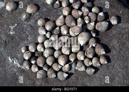 Essbare Strandschnecken Littorina bei versammelten sich am Fels. Yorkshire. UK Stockfoto