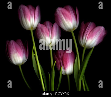 Eine Gruppierung von 6 rosa und weißen zweifarbige Tulpen vor schwarzem Hintergrund Stockfoto