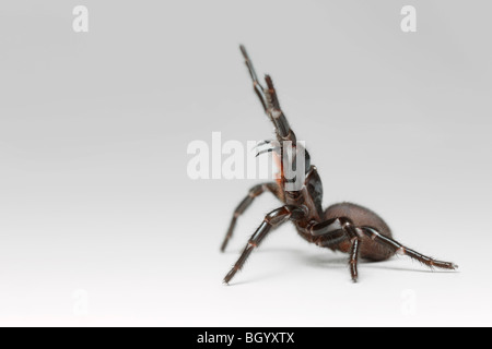 Tödliche Funnel Web Spider Australien Stockfoto