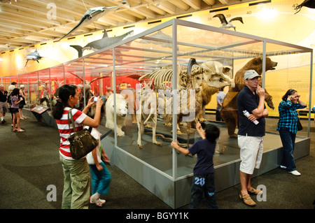 BRISBANE, Australien - Tiere auf Anzeige im Queensland Museum Stockfoto