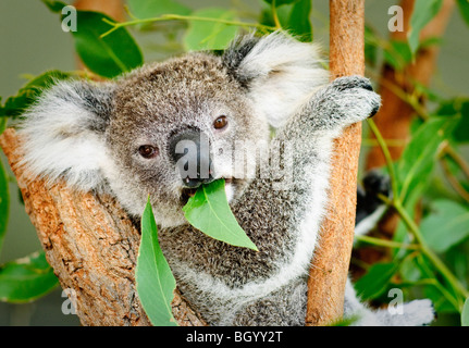 Koala Eating Eukalyptus Leaf Sydney Australia // SYDNEY, Australien – Ein Koala (Phascolarctos cinereus) sitzt in einem Eukalyptusbaum, isst ein Gummiblatt und blickt direkt in die Kamera. Dieses berühmte australische Beuteltier, oft fälschlicherweise Koalabär genannt, ist im Osten Australiens beheimatet und ist auf den Verzehr von Eukalyptusblättern spezialisiert, die für die meisten anderen Säugetiere giftig wären. Koalas verbringen die meiste Zeit ihres Lebens in Bäumen und schlafen täglich bis zu 20 Stunden, um Energie zu sparen, die für die Verdauung ihrer nährstoffarmen, fasrigen Ernährung benötigt wird. Die Art steht aufgrund der habita vor immer größeren Herausforderungen im Bereich des Schutzes Stockfoto
