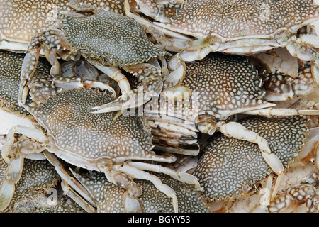 Frisch gefangene Krabben auf einem lokalen Fischmarkt in Rio De Janeiro, Brasilien Stockfoto