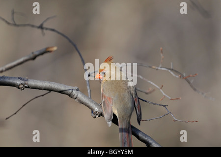 Nördlichen Kardinal: Cardinalis Cardinalis. Eine weibliche Caridnal in den Central Park, Manhattan im Winter fotografiert Stockfoto