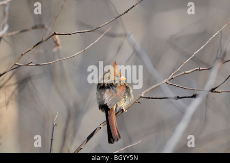 Nördlichen Kardinal: Cardinalis Cardinalis. Eine weibliche Caridnal in den Central Park, Manhattan im Winter fotografiert Stockfoto