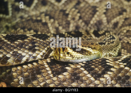 Eastern Diamondback Klapperschlange (Crotalus Adamanteus) heimisch in den südöstlichen Vereinigten Staaten. Growes auf eine Länge von 6 Fuß. Stockfoto