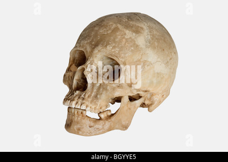 Menschlicher Schädel (Homo Sapiens) Stockfoto