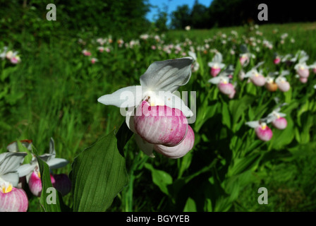 Auffällige Frauenschuh Cypripedium reginae Stockfoto