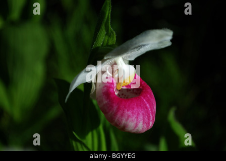 Auffällige Frauenschuh Cypripedium reginae Stockfoto