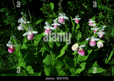 Auffällige Frauenschuh Cypripedium reginae Stockfoto