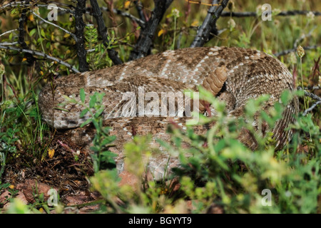 Western Diamondback Klapperschlange (Crotalus Atrox) stammt aus dem Südwesten der USA. Wächst auf eine Länge von 6 Fuß. Stockfoto